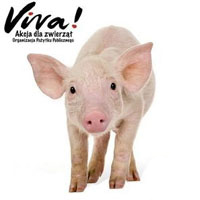 Fundacja Viva! Akcja Dla Zwierząt